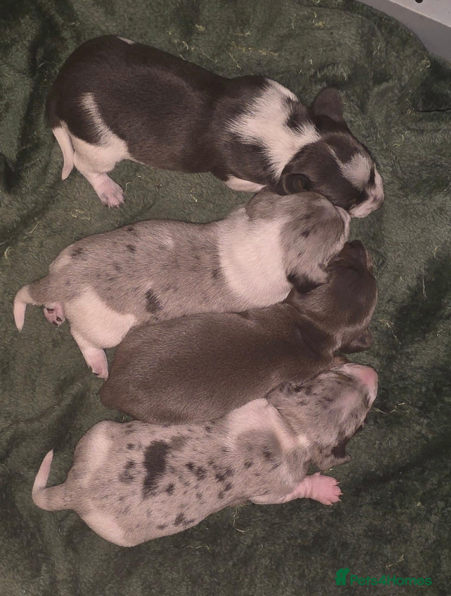 Dachshund dogs for sale: Mini dashunds puppies - Advert 1