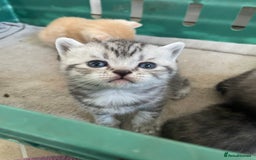 Scottish Fold cats for sale: Pedigree Scottish fold kittens for sale - Image 14