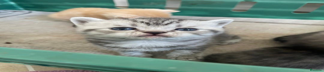 Scottish Fold Kitten 2