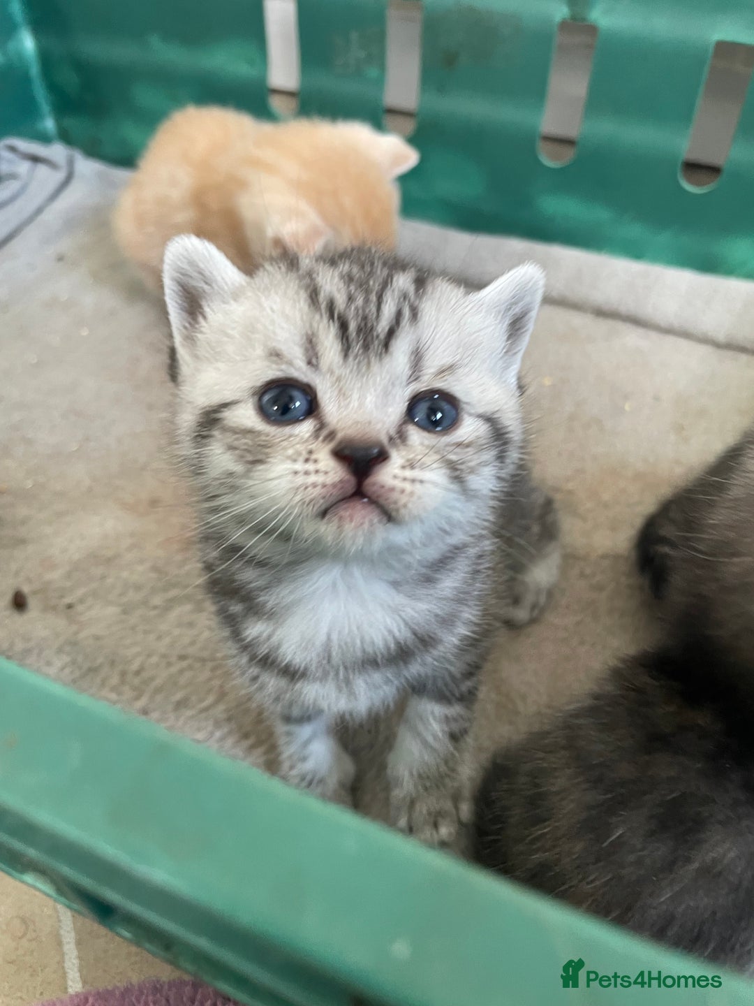Scottish Fold cats for sale: Pedigree Scottish fold kittens for sale - Image 14