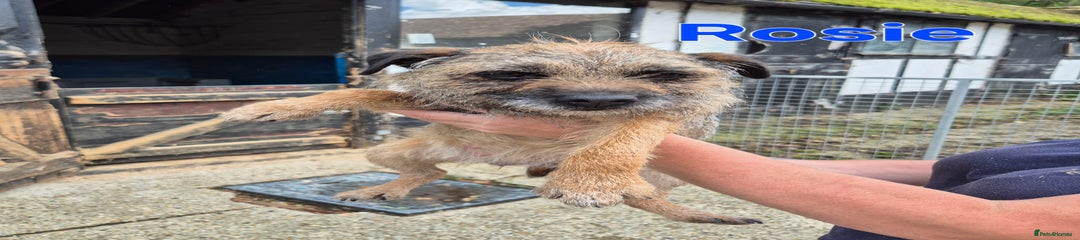 Border Terrier Puppy 2