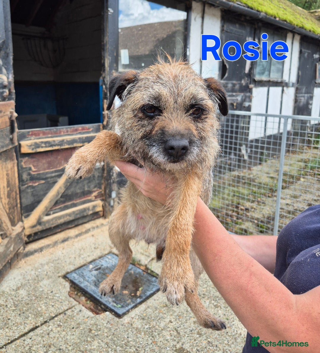 Border Terrier dogs for sale: Adult Female Border Terriers - Image 3