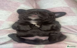 French Bulldog dogs for sale: Frenchbulldog - Image 5
