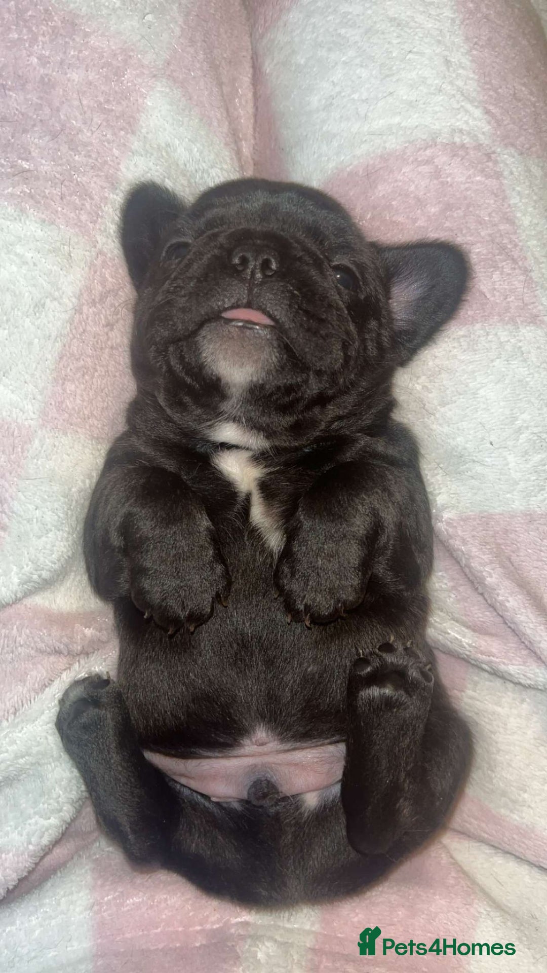 French Bulldog dogs for sale: Frenchbulldog - Image 5