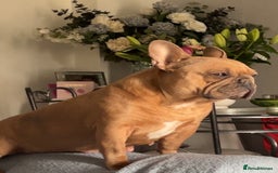 Mixed Breed dogs for sale: Beautiful Little Frocker female ready now  - Advert 6