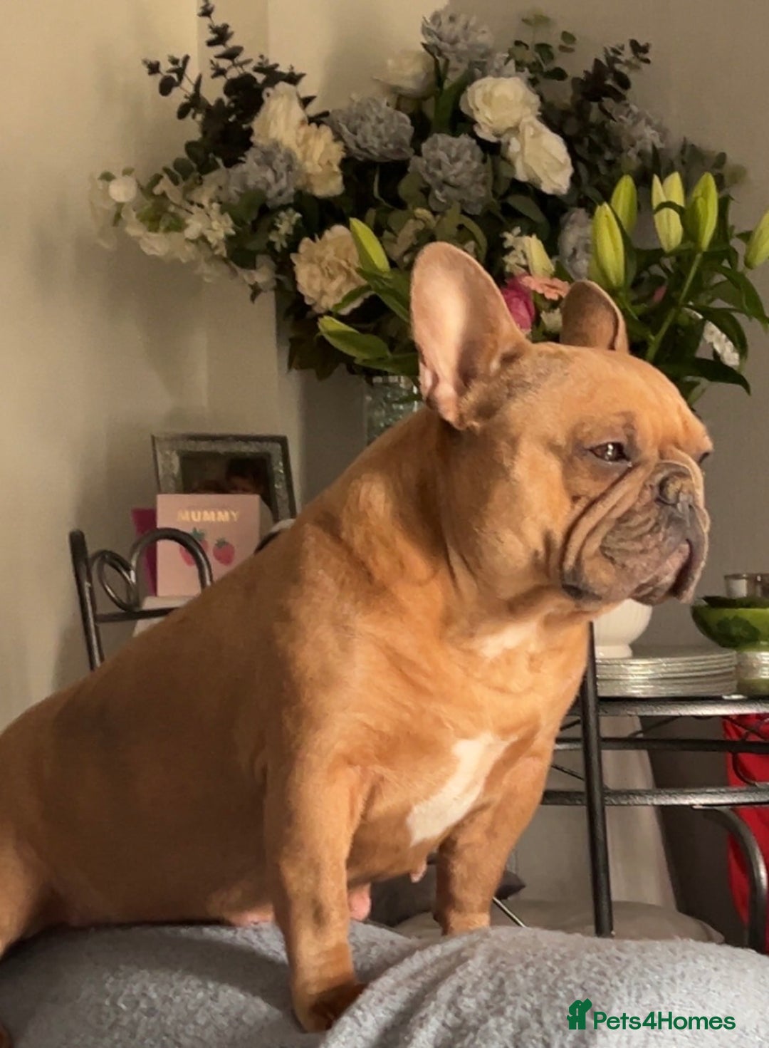 Mixed Breed dogs for sale: Beautiful Little Frocker female ready now  - Advert 6