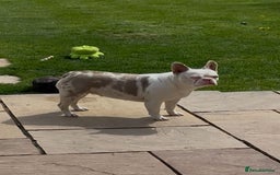 French Bulldog dogs for sale: Stunning merle boy  - Image 7
