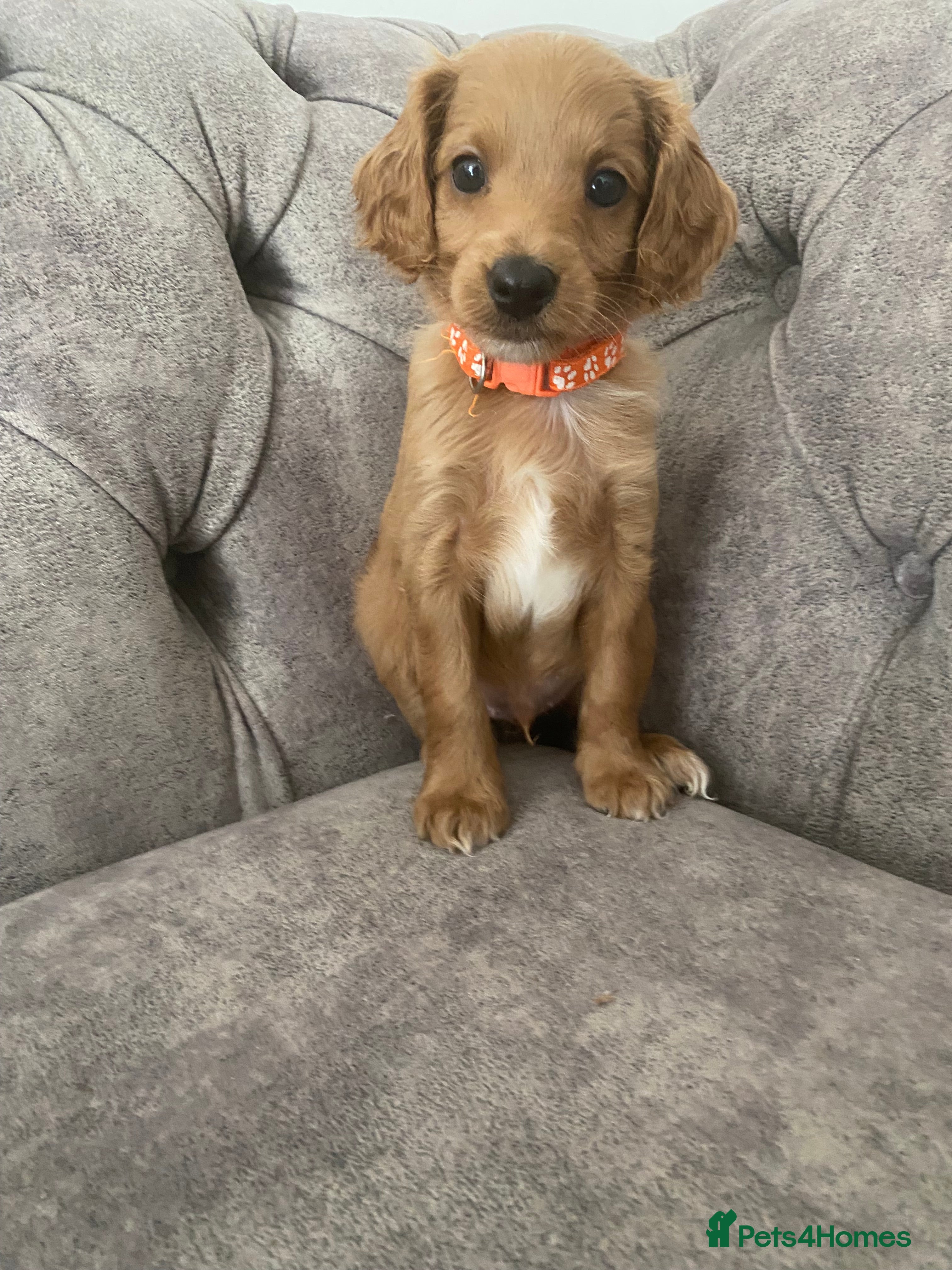 Cockapoo dogs Toy Poodle Cross Puppies, Mum & Dad Seen, London - Advert 16