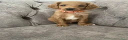Cockapoo dogs for sale: Toy Poodle Cross Puppies, Mum & Dad Seen, London - Advert 2