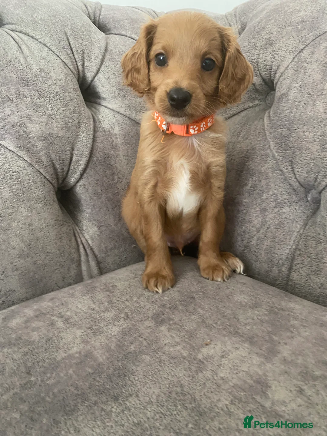 Cockapoo dogs for sale: Toy Poodle Cross Puppies, Mum & Dad Seen, London - Advert 2