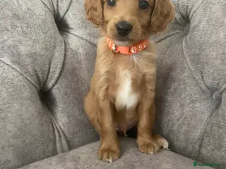 Cockapoo dogs Toy Poodle Cross Puppies, Mum & Dad Seen, London - Advert 1