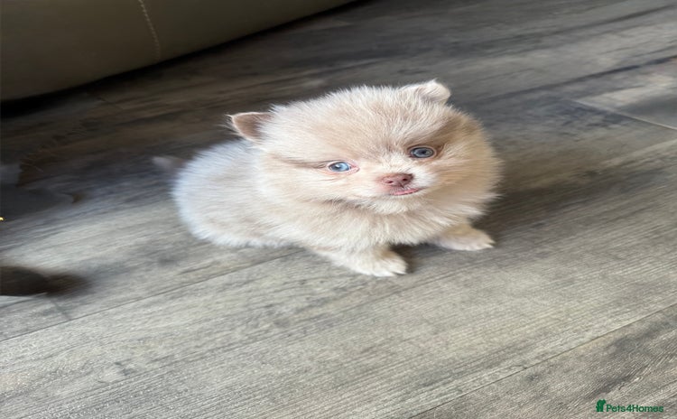 Pomeranian dogs - Advert 5