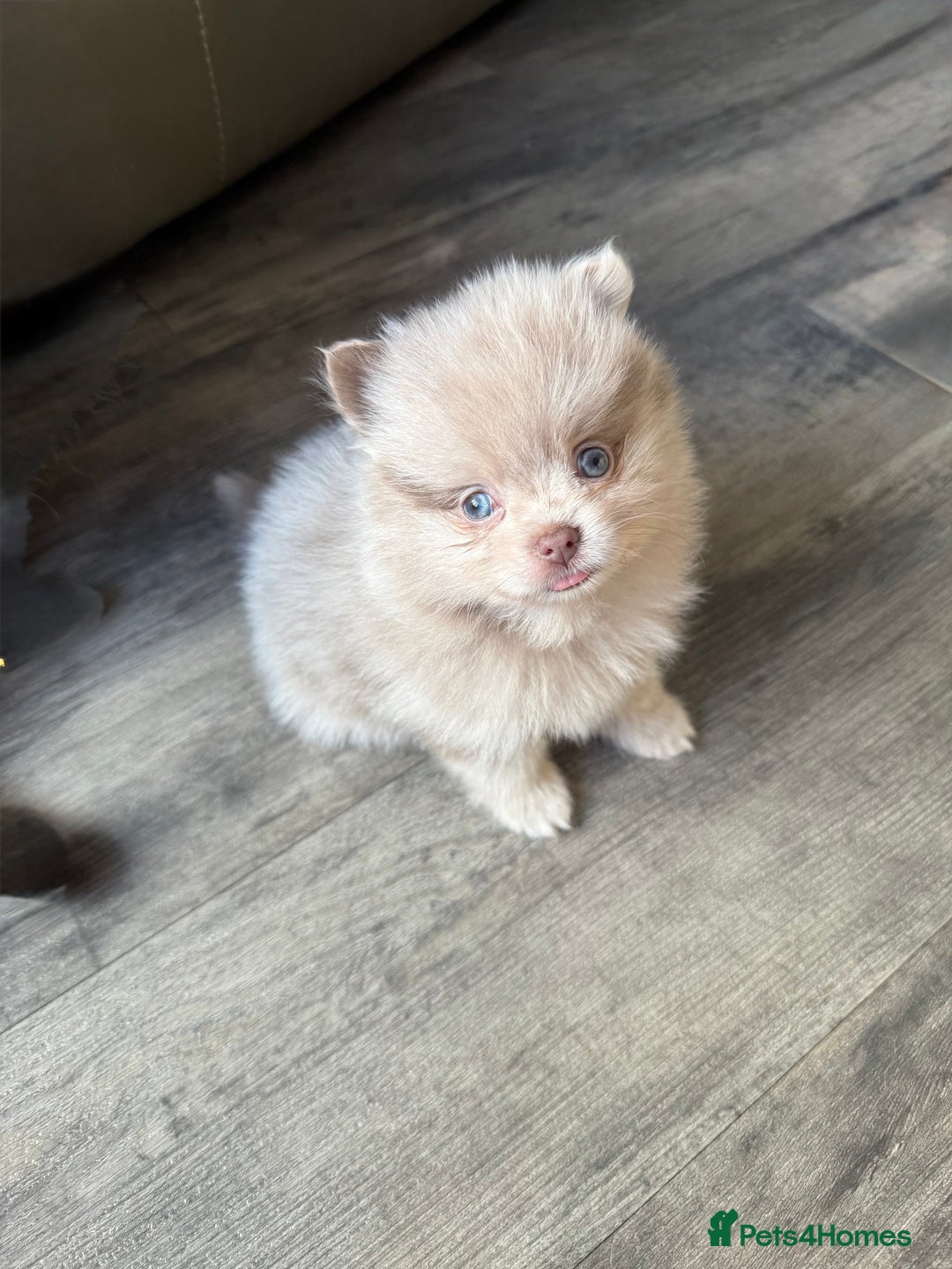 Pomeranian dogs for sale: Rare lilac tan merle teddy bears 🧸💎 - Image 7
