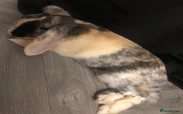 Dutch rabbits for sale: Crossbreed Rabbit  - Image 1