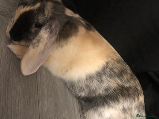 Dutch rabbits - Advert 12
