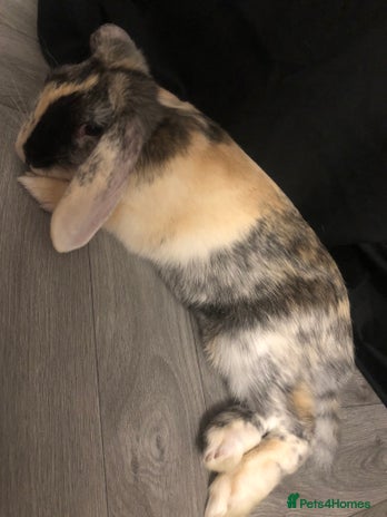 Dutch rabbits - Advert 2