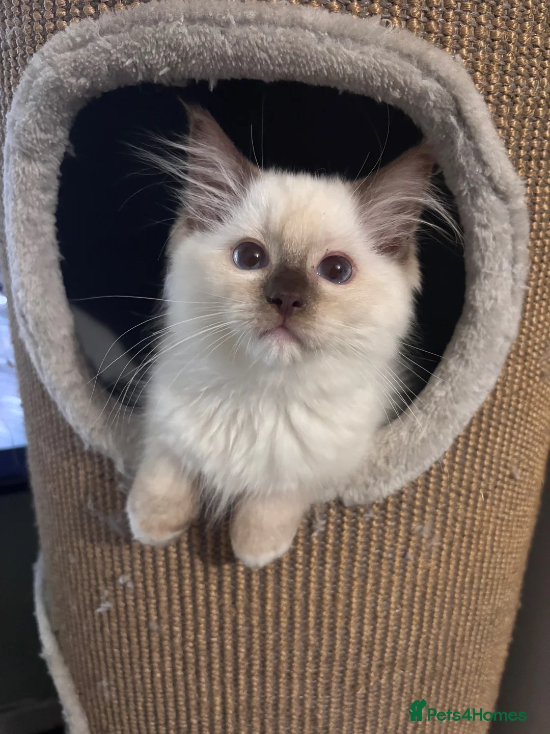 Ragdoll cats for sale: READY NOW GCCF chocolate mitted male - Advert 1