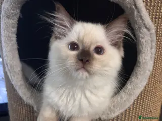 Ragdoll cats READY NOW GCCF chocolate mitted male - Advert 3