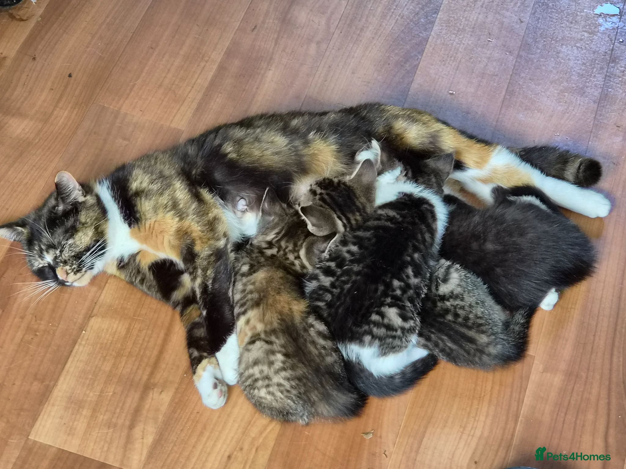 Mixed Breed cats 2 bundles of fun and furryness - Advert 6