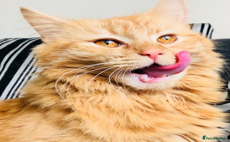 British Longhair cats - Advert 1