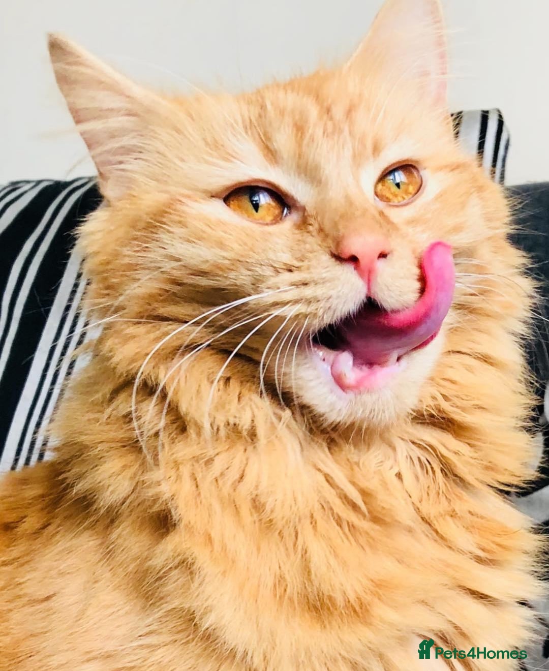 British Longhair cats for sale: Beautiful long haired ginger female  - Image 1