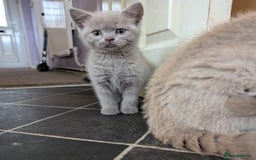British Shorthair cats for sale: Beautiful female kitten  - Image 6