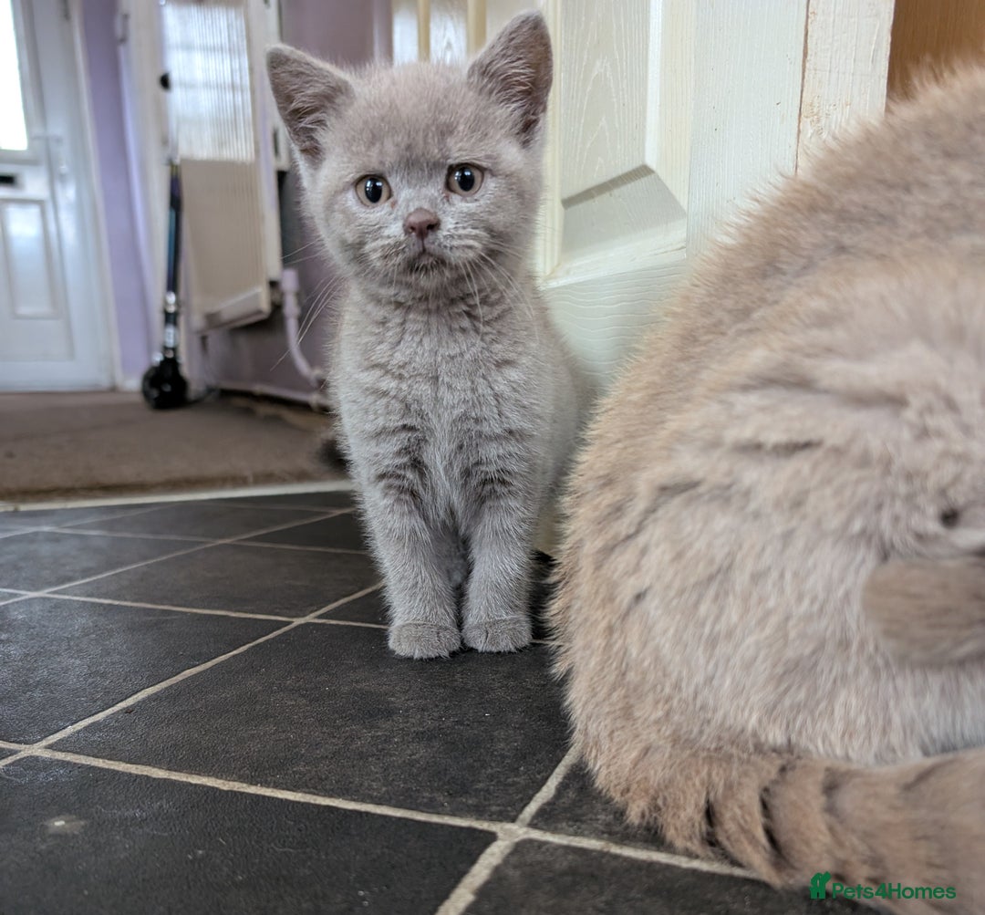 British Shorthair cats for sale: Beautiful female kitten  - Image 6