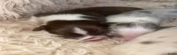 Australian Shepherd dogs for sale: Cute Australian Shepherd puppies♥️ - Advert 8