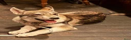 Shepsky dogs for sale: Rehoming a Little Lady - Advert 6