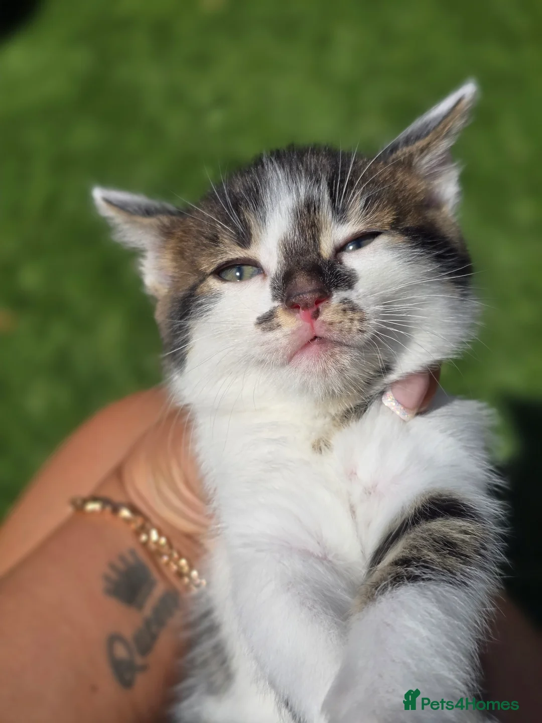 Bengal cats for sale: Bengal cross tabby Ready now in Croydon - Advert 11