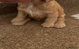 Cocker Spaniel dogs for sale: 🐾🐶 SHOW TYPE COCKER SPANIELS🐶🐾 - Image 19