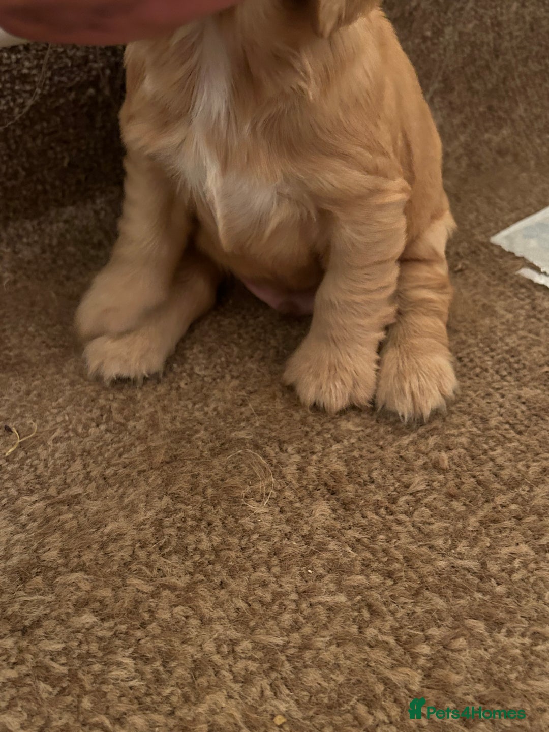 Cocker Spaniel dogs for sale: 🐾🐶 SHOW TYPE COCKER SPANIELS🐶🐾 - Image 19