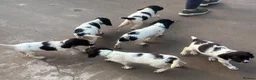 English Springer Spaniel dogs for sale: KC Registered Springer Spaniel Pups - Advert 7