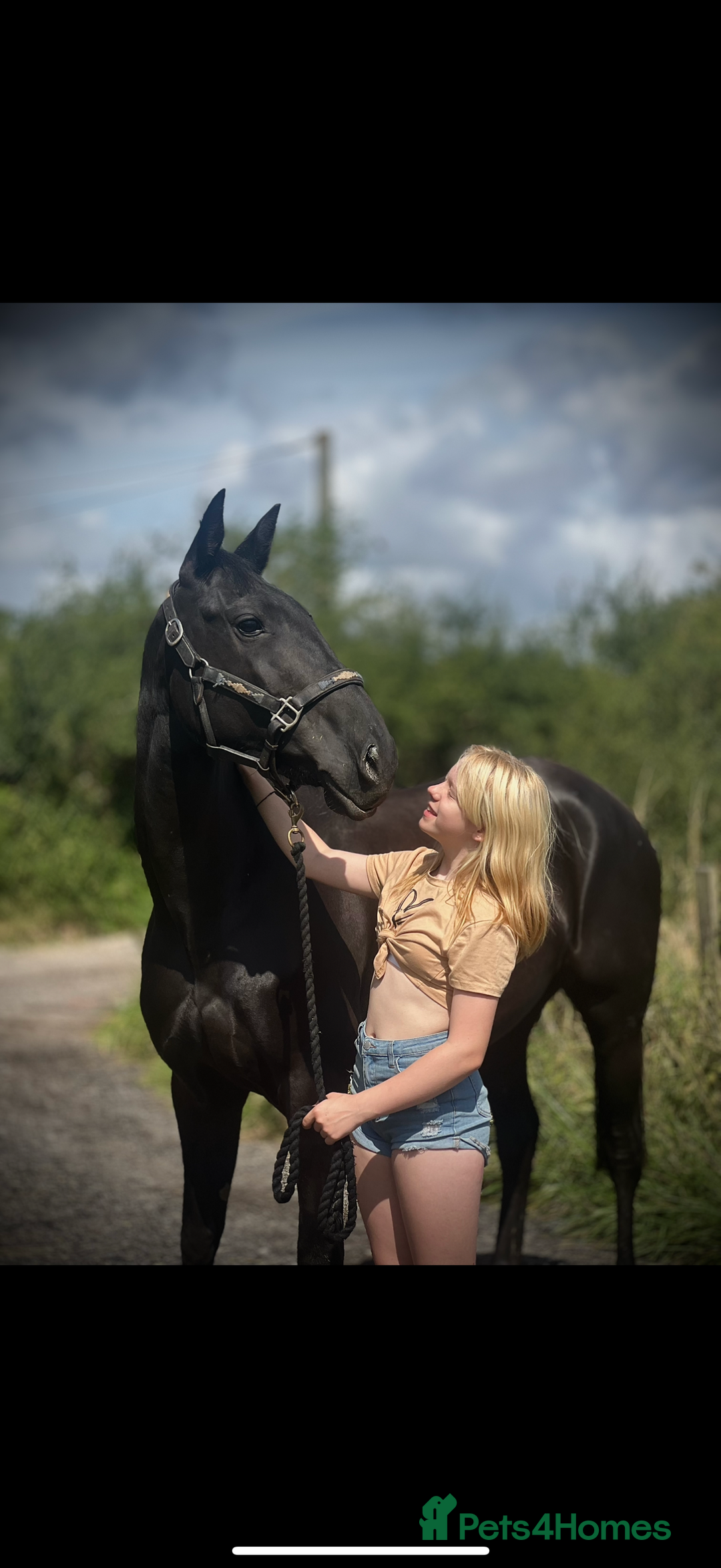 American Standardbred horses for sale: 15hh black mare  - Image 1