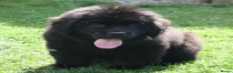 Newfoundland dogs for sale: Newfoundland Puppies in Carluke - Advert 7