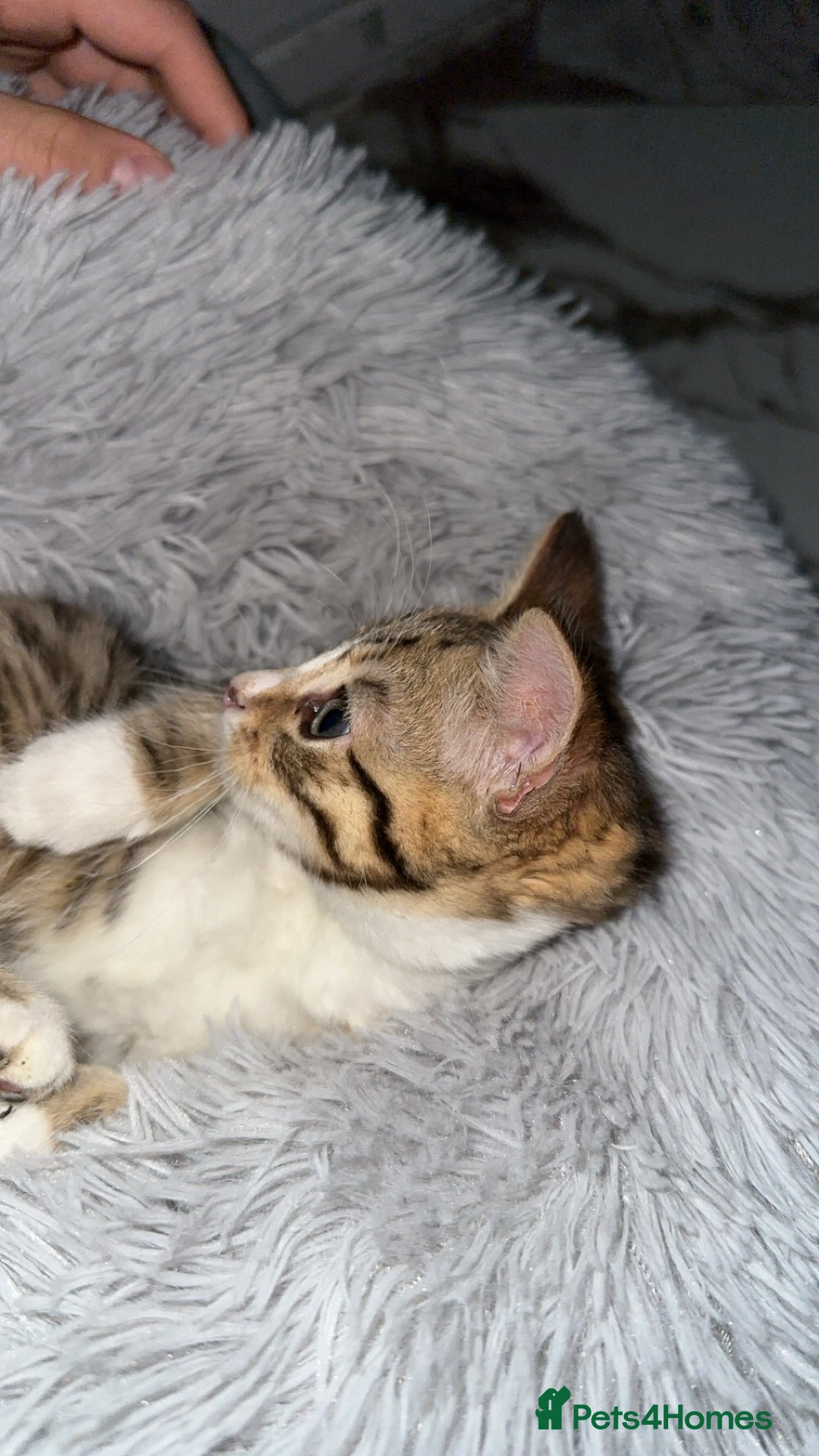 Domestic Shorthair cats for sale: Adorable tabby kitten - Advert 13
