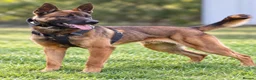 Belgian Shepherd Dog dogs for sale: Dutch Shepherd – Exceptional Pedigree in Norwich - Advert 6