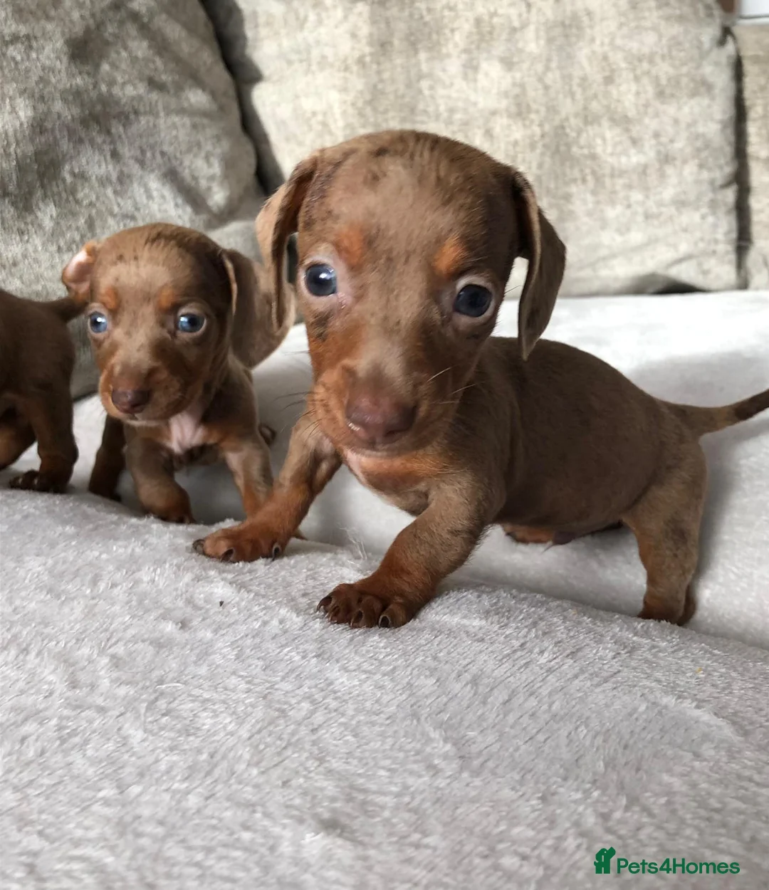 Miniature Dachshund dogs for sale: Miniature dachshund puppies  - Advert 12