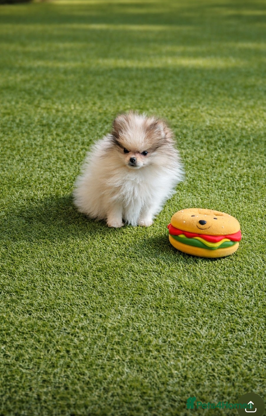 Pomeranian dogs Last boy remaining  - Advert 6