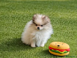 Pomeranian dogs Last boy remaining - Advert 12