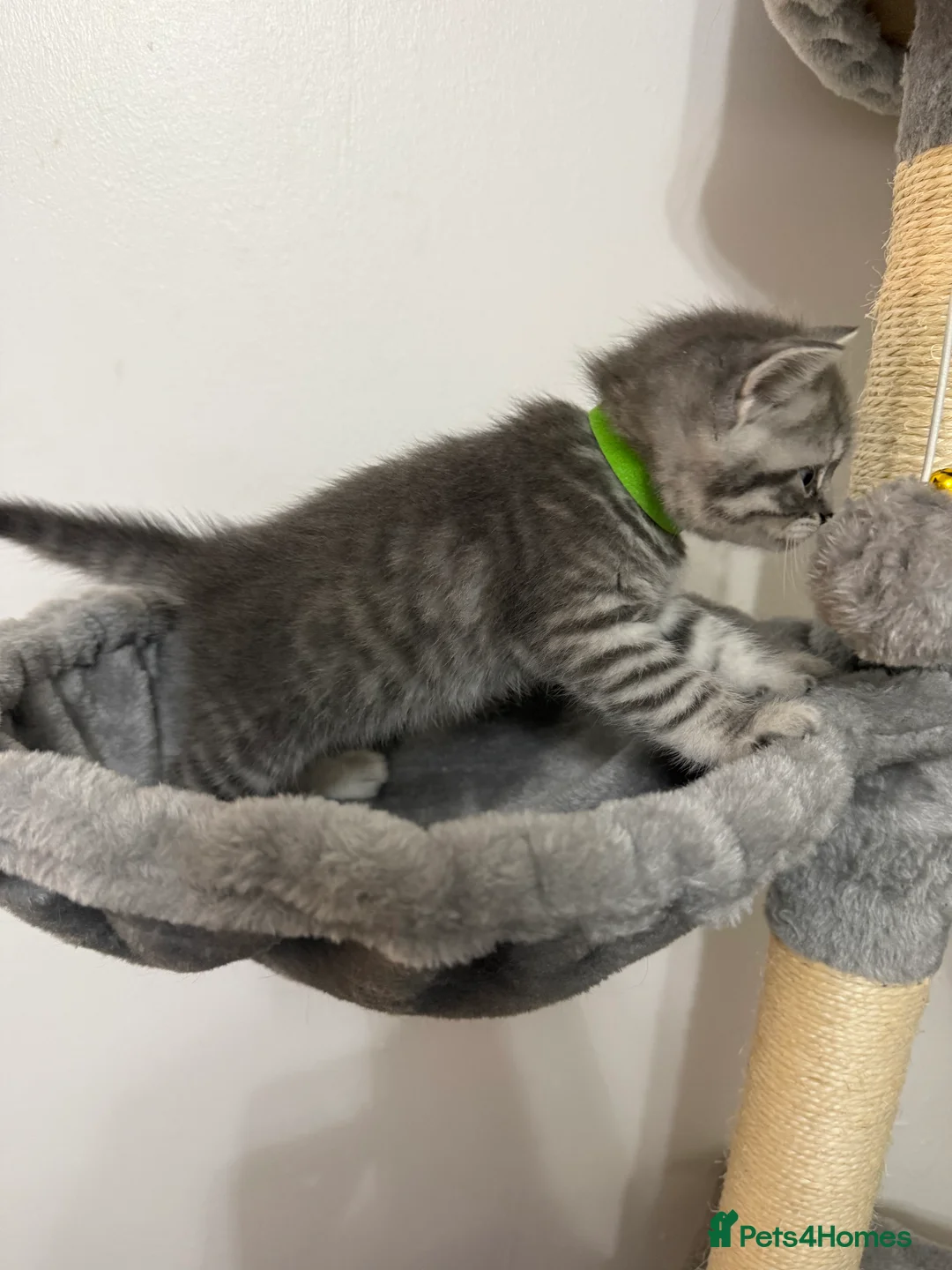 British Shorthair cats for sale: 4 British Shorthair kittens - Advert 15