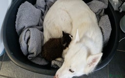 Mixed Breed dogs for sale: Husky cross - Image 3