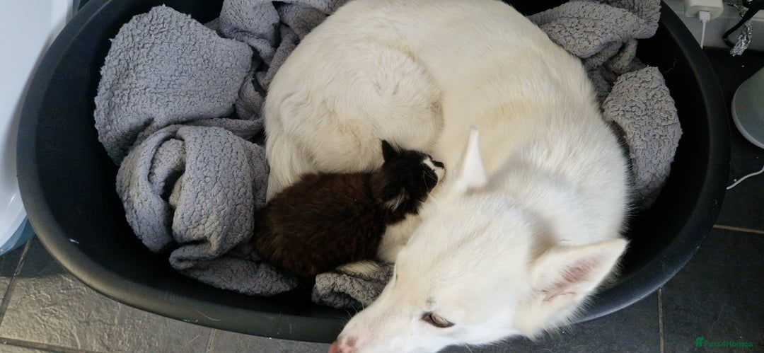Mixed Breed dogs for sale: Husky cross - Image 3