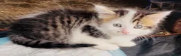 Mixed Breed cats for sale: Beautiful fluffy mixed breed kitten girls  - Advert 1