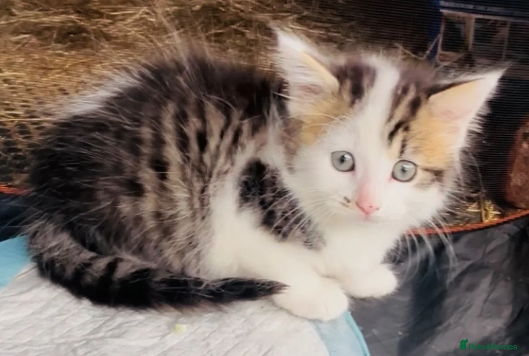 Mixed Breed cats for sale: Beautiful fluffy mixed breed kitten girls  - Advert 1