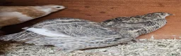 Quail poultry for sale: 13 female quail 1 male - Advert 4