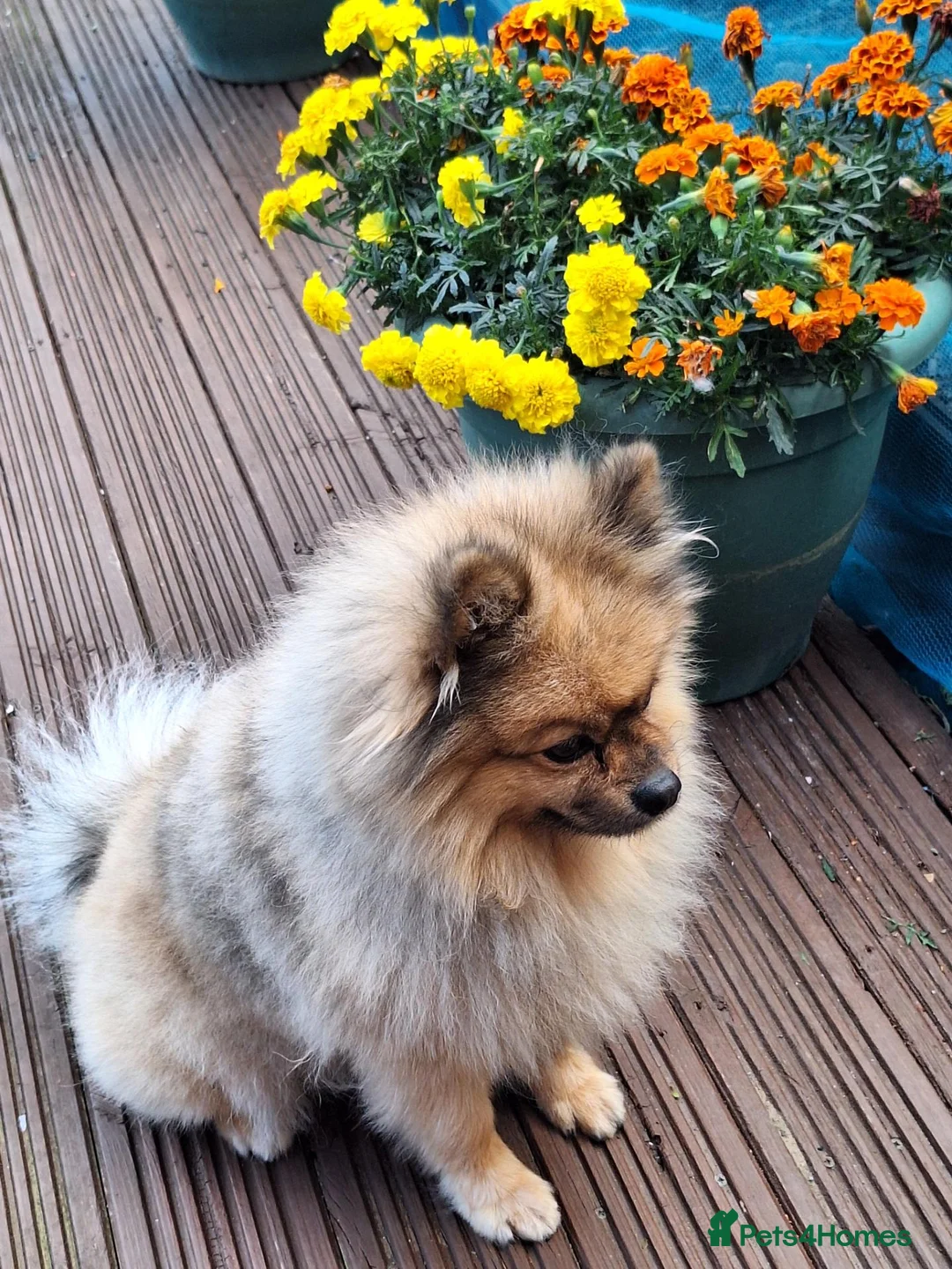 Pomeranian dogs for stud: Kobe for stud in Newcastle upon Tyne - Advert 2