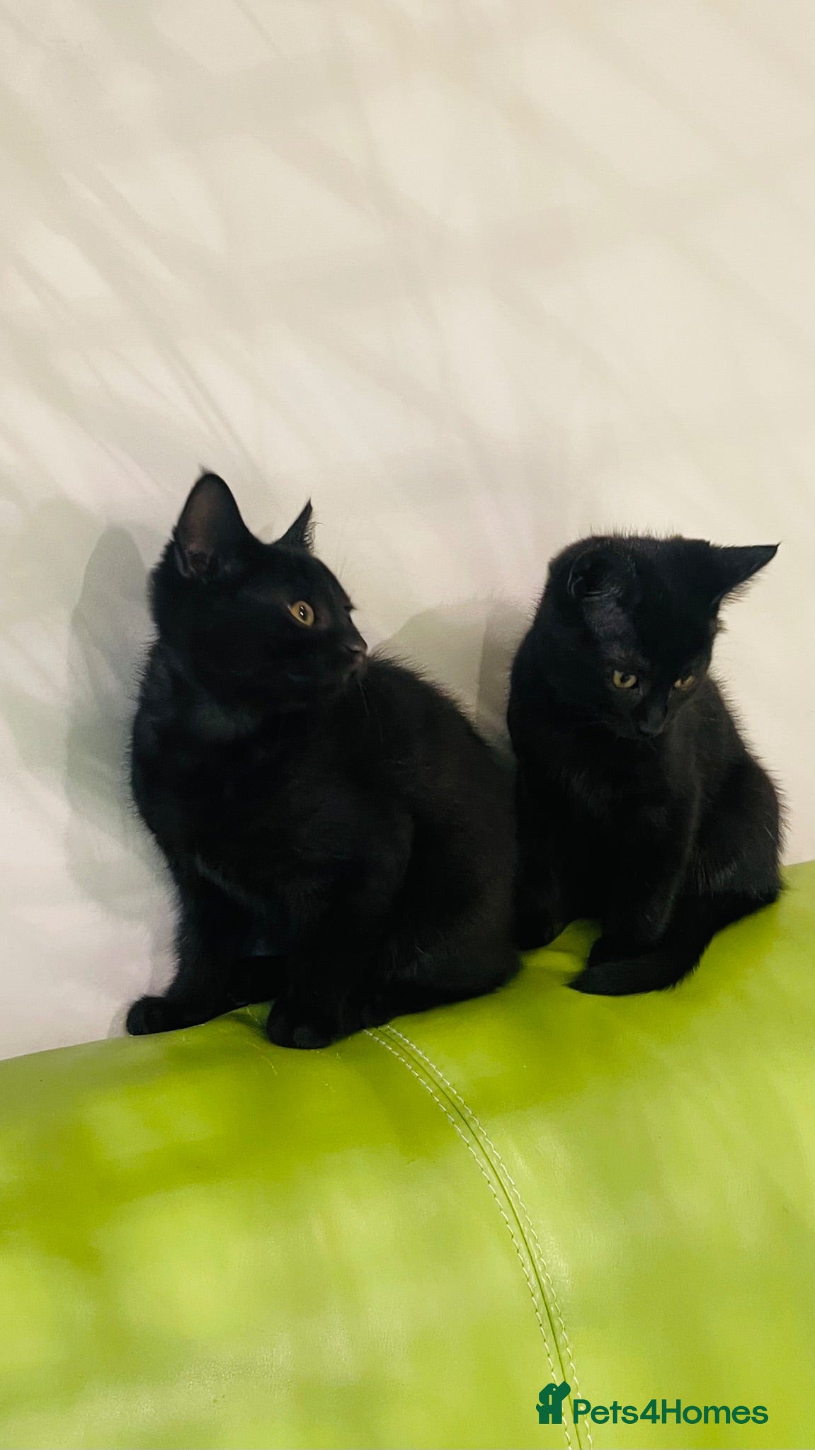 Mixed Breed cats Kittens for sale ,mixed breed, wonderful behaviour - Advert 2