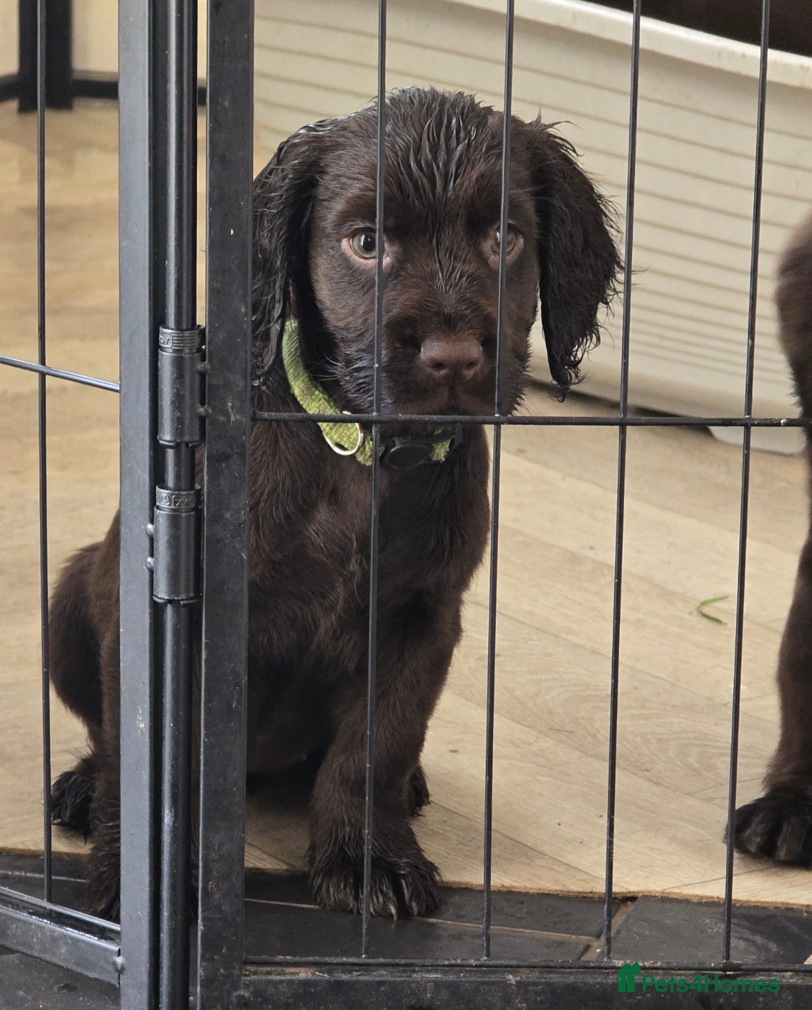 Cocker Spaniel dogs Working cocker spaniels KC Registered - Advert 2