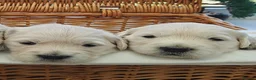 Golden Retriever dogs for sale: Gorgeous English Cream Golden Retriever Puppy's 🐾 - Advert 25